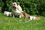 BULLDOG ANGLAIS 217